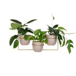 Davalia Wall Planter For 3 Plants, Metal Plant Holder, Modern Indoor Hanging Planter, Wandpflanzenhalter, Portapiante Da Parete - thumbnail 2