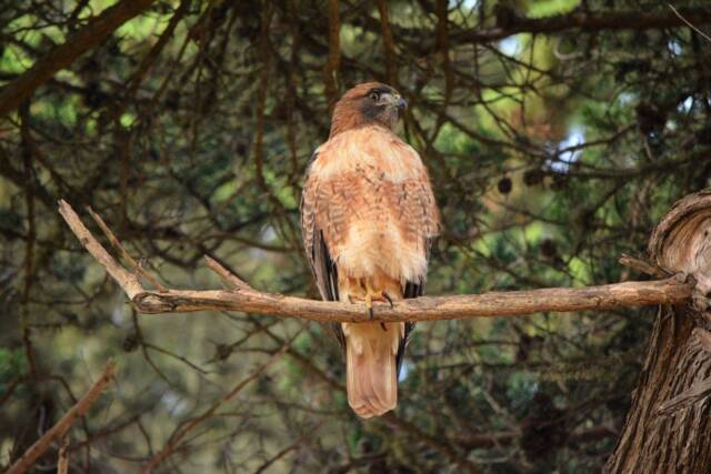 Hawk Wall Art Instant Download, Decor, Nature Art, Wildlife Digital - image 1