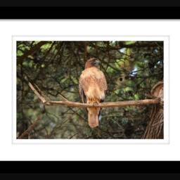 Hawk Wall Art Instant Download, Decor, Nature Art, Wildlife Digital - thumbnail 2
