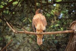 Hawk Wall Art Instant Download, Decor, Nature Art, Wildlife Digital - thumbnail 1