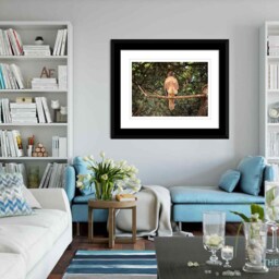 Hawk Wall Art Instant Download, Decor, Nature Art, Wildlife Digital - thumbnail 4