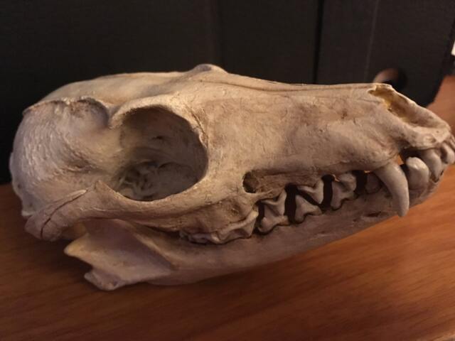 Grey Fox Skull Replica - image 1