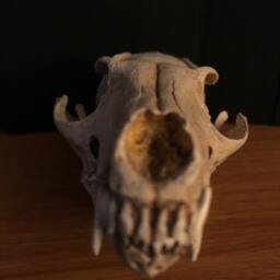 Grey Fox Skull Replica - thumbnail 4