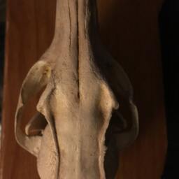 Grey Fox Skull Replica - thumbnail 3
