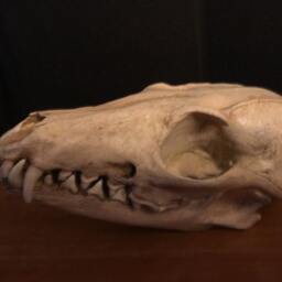 Grey Fox Skull Replica - thumbnail 2