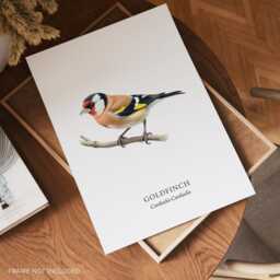 Goldfinch Bird Print, Art Poster, Home Decor, Watercolour Illustrations, Wall Prints - thumbnail 2