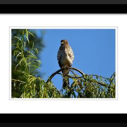 Digital Download, Hawk Photo, Raptor Photography, Bird in Flight, Wildlife Art, Of Prey Wall Decor, Trees, Ring Tailed - thumbnail 2