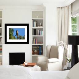 Digital Download, Hawk Photo, Raptor Photography, Bird in Flight, Wildlife Art, Of Prey Wall Decor, Trees, Ring Tailed - thumbnail 3