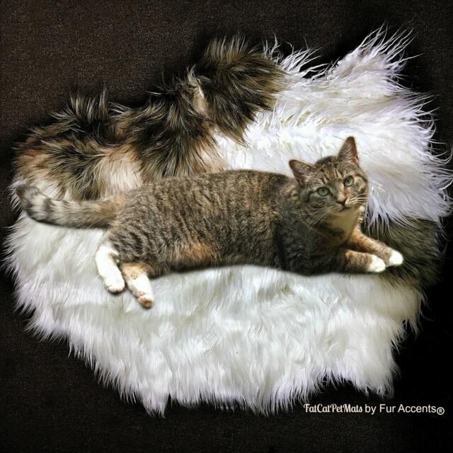 Faux Fur Sheepskin Throw Rug - Shaggy Soft Thick Dog, Cat, Pet Bed Accents Designer Rugs Usa - image 1