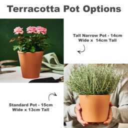 Personalised Engagement Terracotta Plant Pot - thumbnail 2