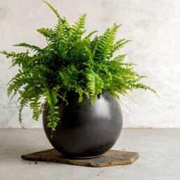 xxl Black Ceramic Egg-Shaped Planter Pot, Modern Large Indoor Planter, Handmade Pottery - thumbnail 3