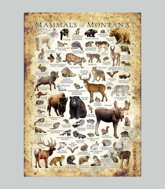 Montana Mammals Poster Print Signed Wildlife Art Field Guide - image 1