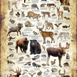 Montana Mammals Poster Print Signed Wildlife Art Field Guide - thumbnail 2