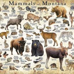 Montana Mammals Poster Print Signed Wildlife Art Field Guide - thumbnail 3