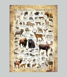 Montana Mammals Poster Print Signed Wildlife Art Field Guide - thumbnail 1