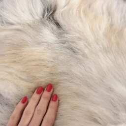 Organic Sheepskin Rug, Real Gute Sheepskin, Christmas Home Decor, Gray Ivory Rug #octgute10 - thumbnail 4