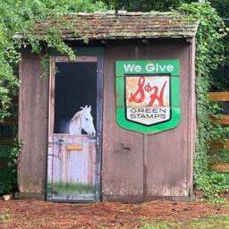 Door Wall Sticker Horse in The Stall-1 /Horse Looking Out Of Stable Mural Mural/ Horse Stall For - thumbnail 3