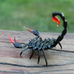 Black Glass Scorpion Figurine Scorpio Miniature, Emperor Sculpture - thumbnail 3