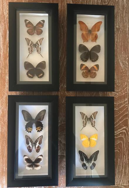 Framed Small Real Butterflies Simple White Mount Insects Wall Decor Curio Gift Taxidermy - image 1
