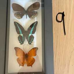 Framed Small Real Butterflies Simple White Mount Insects Wall Decor Curio Gift Taxidermy - thumbnail 4
