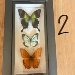 Framed Small Real Butterflies Simple White Mount Insects Wall Decor Curio Gift Taxidermy - thumbnail 3