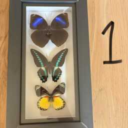 Framed Small Real Butterflies Simple White Mount Insects Wall Decor Curio Gift Taxidermy - thumbnail 2