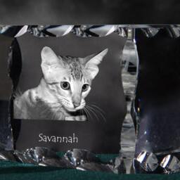 Savannah Cat, Cubic Crystal With Souvenir, Decoration, Limited Edition, Collection - thumbnail 2