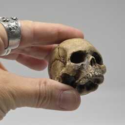 Solid Tiny Human Half Skull Ornament. Small Replica Plaster Of Paris Skull - thumbnail 2
