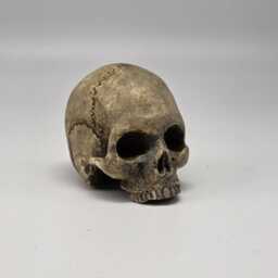 Solid Tiny Human Half Skull Ornament. Small Replica Plaster Of Paris Skull - thumbnail 3