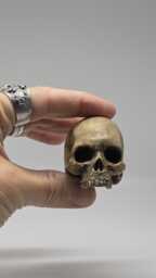 Solid Tiny Human Half Skull Ornament. Small Replica Plaster Of Paris Skull - thumbnail 1