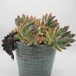 stegosaurus Pot Buddy - Dinosaur Garden Decor British Design - thumbnail 4