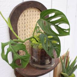 Rattan Plant Shelf - Cane Wall Planter Sconce Boho - thumbnail 2