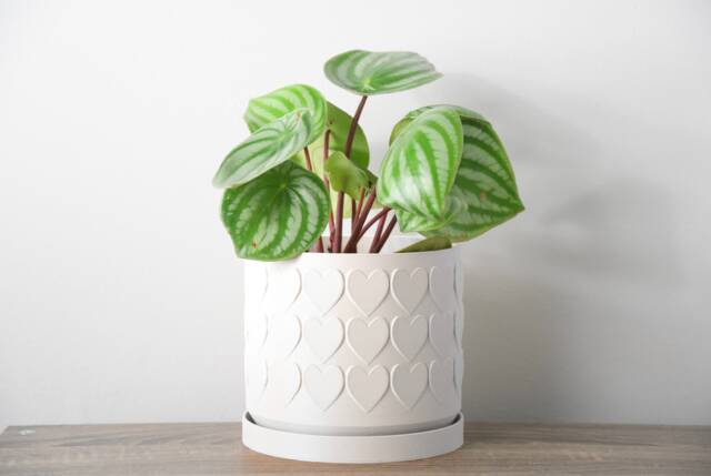 "Heart Planter With Drainage & Saucer in White, Cute 3D-Printed Plant Pot, Small To Large Sizes 4"" 5"" 6"" 7"" 8" - image 1