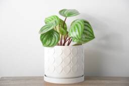 "Heart Planter With Drainage & Saucer in White, Cute 3D-Printed Plant Pot, Small To Large Sizes 4"" 5"" 6"" 7"" 8" - thumbnail 1