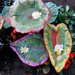 Custom Order - Cement Bird Bath Leaf Or Feeder Oregon & California Native Plant Sculpture - Contact For Details - thumbnail 2