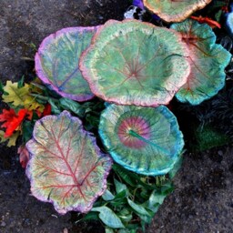Custom Order - Cement Bird Bath Leaf Or Feeder Oregon & California Native Plant Sculpture - Contact For Details - thumbnail 4
