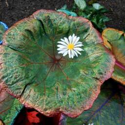 Custom Order - Cement Bird Bath Leaf Or Feeder Oregon & California Native Plant Sculpture - Contact For Details - thumbnail 3