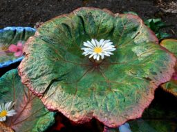 Custom Order - Cement Bird Bath Leaf Or Feeder Oregon & California Native Plant Sculpture - Contact For Details