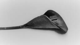 Calla Lily Hand Forged Metal Flower. Iron Wedding Anniversary Gift. Romantic Present - thumbnail 1