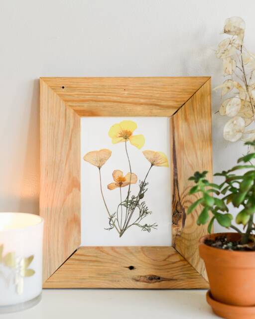 California Poppy, Ca State Flower - Print Reproduction Artwork Of Pressed Flowers 100% Cotton Rag Paper Botanical - image 1