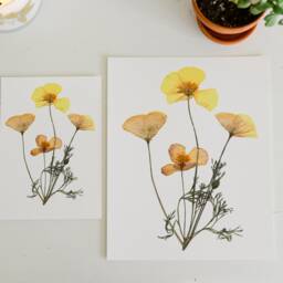 California Poppy, Ca State Flower - Print Reproduction Artwork Of Pressed Flowers 100% Cotton Rag Paper Botanical - thumbnail 3