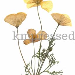 California Poppy, Ca State Flower - Print Reproduction Artwork Of Pressed Flowers 100% Cotton Rag Paper Botanical - thumbnail 2