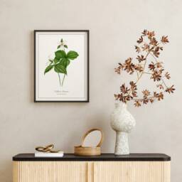 Western Trillium Print - Printed & Shipped Illustration Floral Watercolour Home Decor - thumbnail 3