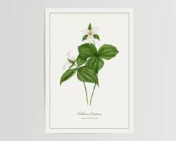 Western Trillium Print - Printed & Shipped Illustration Floral Watercolour Home Decor - thumbnail 1