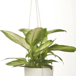 Plantalier-Clear Beaded Plant Hanger-Sparkly Faceted Beads-(No Pot/Plant Incl New More Fun Than Macram?? - thumbnail 2