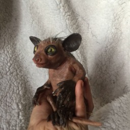 New Baby Ayeaye - thumbnail 4