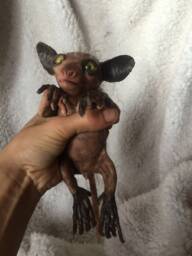 New Baby Ayeaye - thumbnail 1
