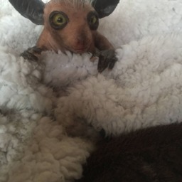 New Baby Ayeaye - thumbnail 3