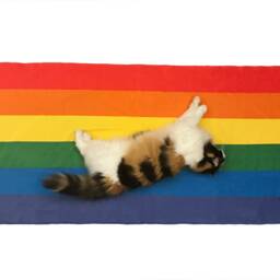 Pride Rainbow Flag Microfiber Quick Dry Bath Towel Lgbtq - thumbnail 3