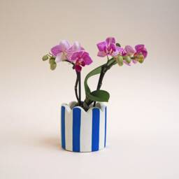 Small Scalloped Stripy Pot - Choose Your Colours - thumbnail 3